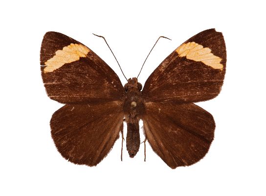 Katreus johnstoni female UPS